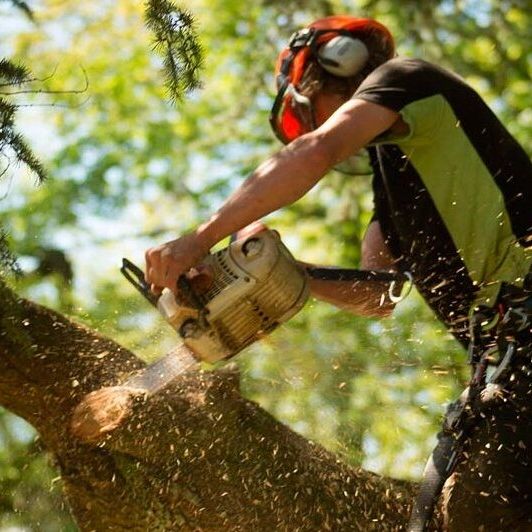 professional Tree Pruning in Melbourne